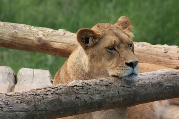 Львы в зоопарке — стоковое фото