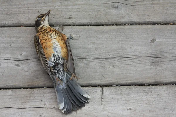 死んだ鳥 — ストック写真