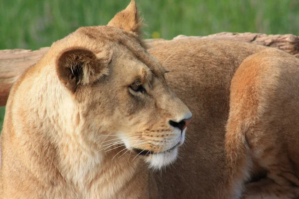 Hayvanat bahçesindeki aslanları — Stok fotoğraf