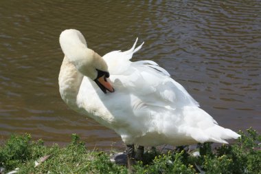 Swan clipart