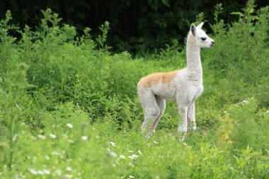 Baby llama clipart