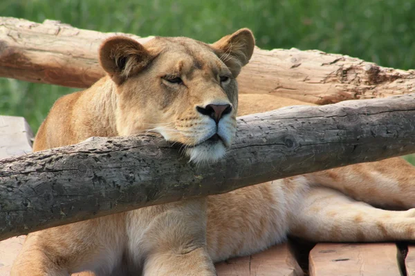 Leões no zoológico — Fotografia de Stock