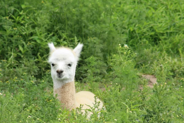 Baby llama — Stock Photo, Image