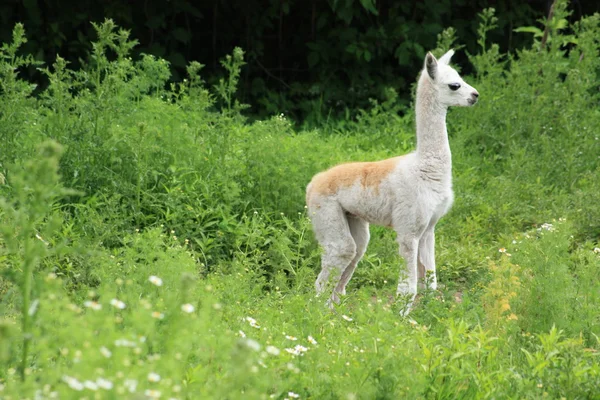Baby llama — Stock Photo, Image