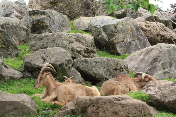 Kozy górskie — Zdjęcie stockowe