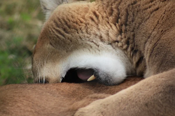Cougars acasalamento — Fotografia de Stock