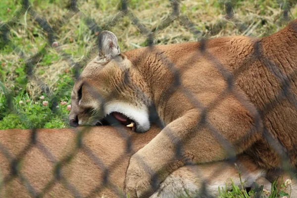 Cougars parning Stockbild