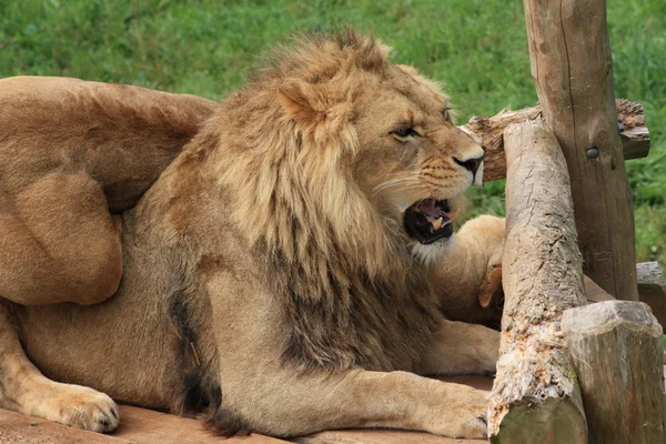 Λιοντάρια σε ζωολογικό κήπο — Φωτογραφία Αρχείου