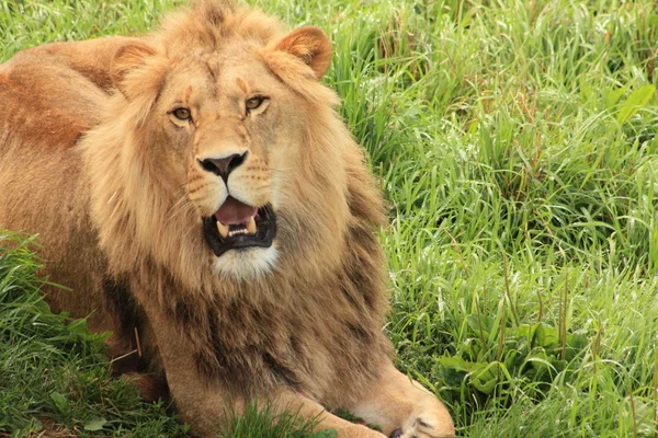 Hayvanat bahçesindeki aslanları — Stok fotoğraf