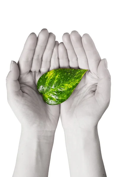 Darab vajat egy csészealj, és kés인간의 손에서 녹색 잎 — 스톡 사진