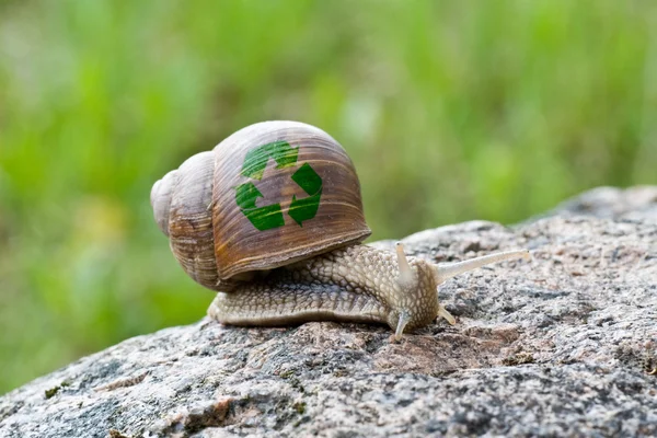Snail with recycle symbol — Stock Photo, Image