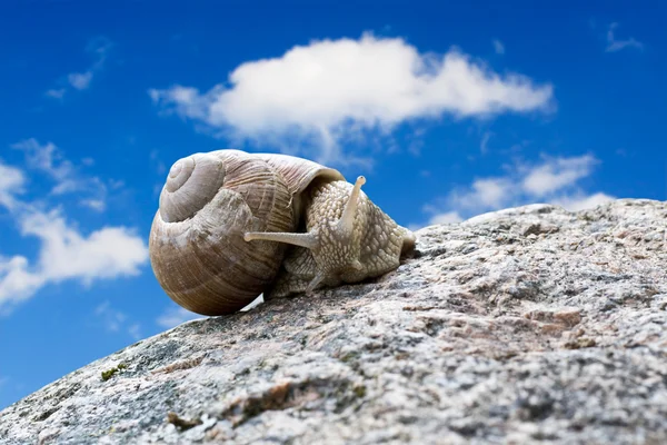蜗牛爬在石头上 — 图库照片