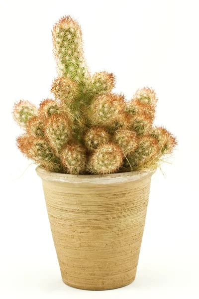 Verde spikey cactus — Fotografia de Stock