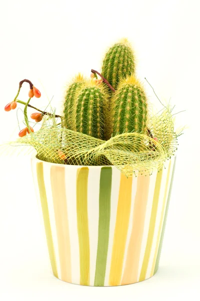 Dekorativer Kaktus — Stockfoto