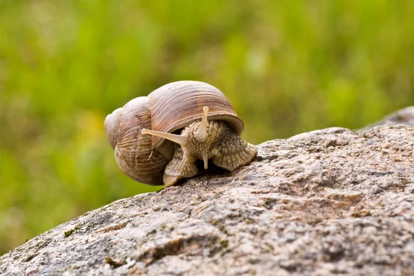 stock image Snail crawling