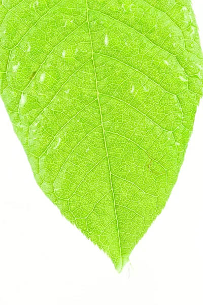 Verde folha brilhante — Fotografia de Stock