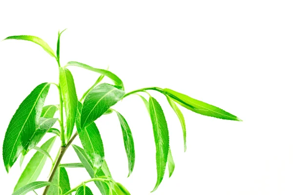 Zielone rośliny liściaste — Zdjęcie stockowe