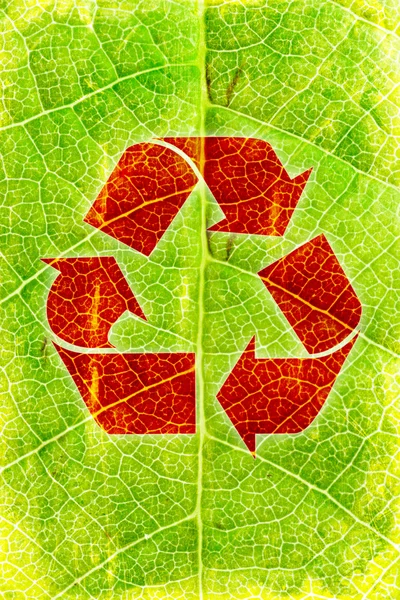 Recycler — Photo