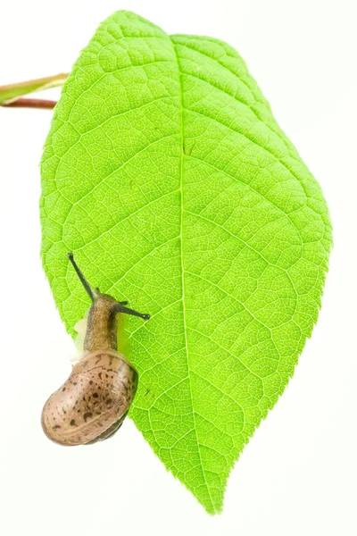 Snail on leaf — Stock Photo, Image