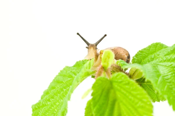 カタツムリの観察 — ストック写真