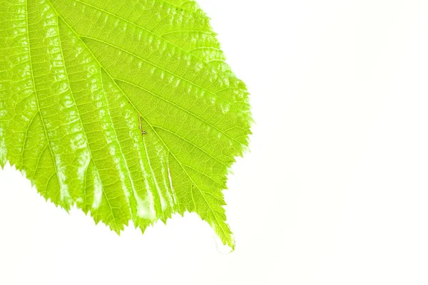 Green wet and bright leaf — Stock Photo, Image