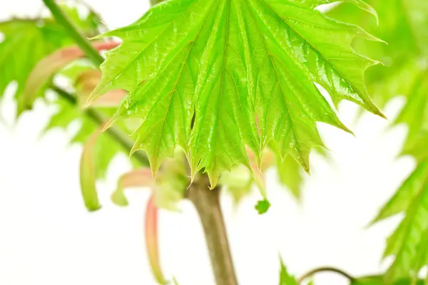 Φύλλα σφενδάμου υγρό — Φωτογραφία Αρχείου
