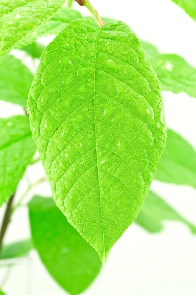 Close-up of a bright leaf — Stock Photo, Image
