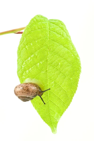 Little snail on leaf — Stock Photo, Image