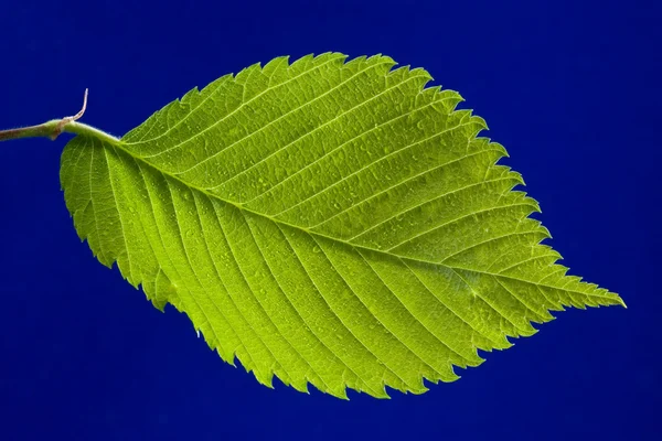 Parlak yaprak yeşil — Stok fotoğraf