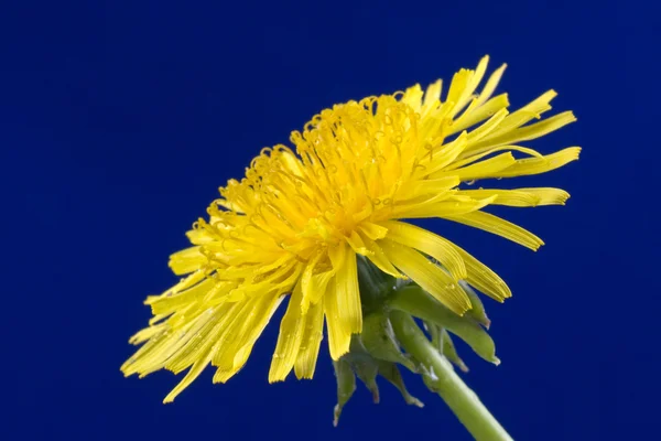 Yellow dandelion — Stock Photo, Image