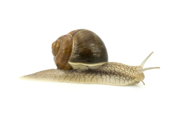 蜗牛在白色背景 — 图库照片