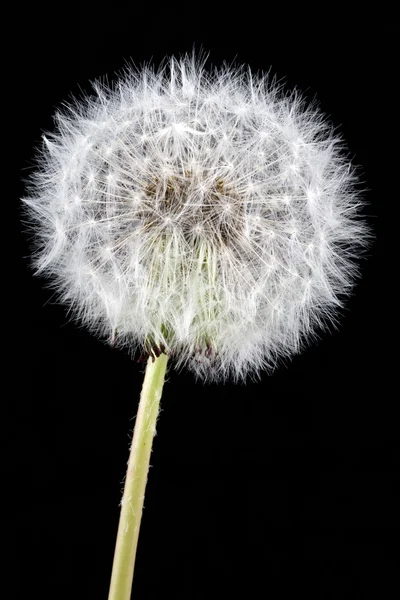 Soft dandelion — Stock Photo, Image