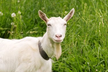 White goat in a green meadow clipart