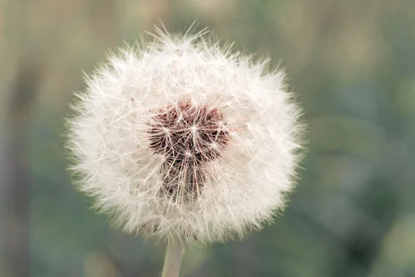 Close-up of abstract dandelion clock — Stock Photo, Image