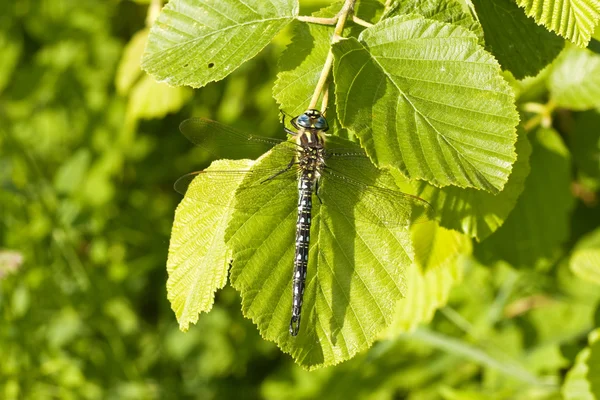 Drachenfliege auf einem grünen Blatt — Stockfoto