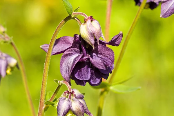 Abstrakt violett blomma — Stockfoto