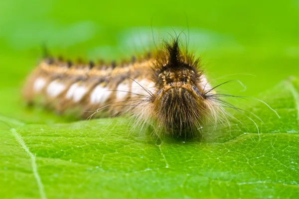 Close-up of a hairy caterpillar — Stock Photo, Image