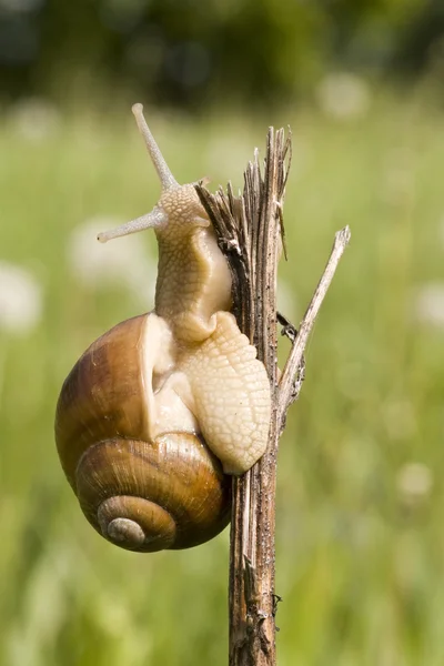 Snail crawling on a branch — Stock Photo, Image