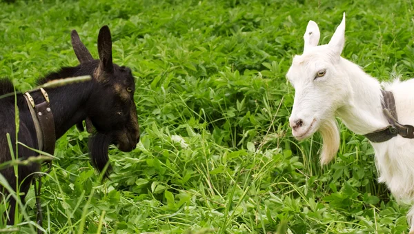 Černá koza proti bílé — Stock fotografie