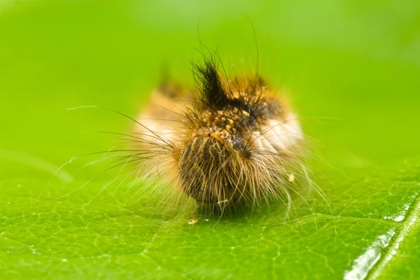 Close-up of a caterpillar — Stock Photo, Image