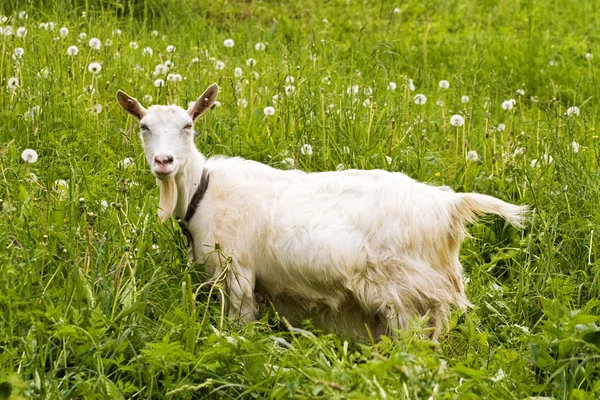 Chèvre dans un champ de pissenlits — Photo