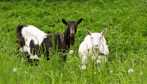 Две козы — стоковое фото