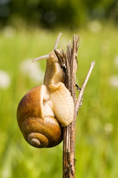 Snail in a nature — Stock Photo, Image