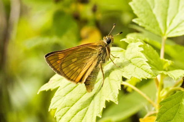 stock image Butterfly sitting on the leaf