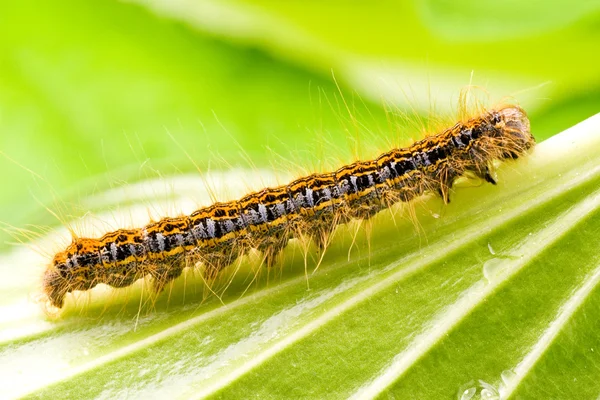 Small colorful caterpillar — Stock Photo, Image