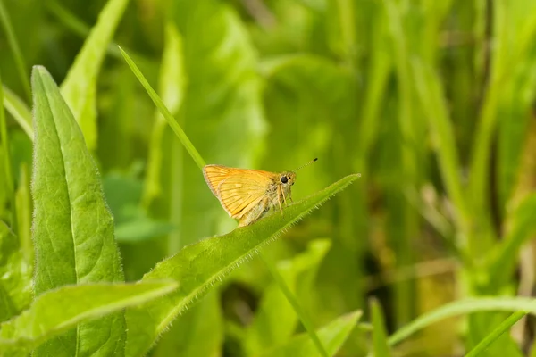 Small butterfly — Stock Photo, Image
