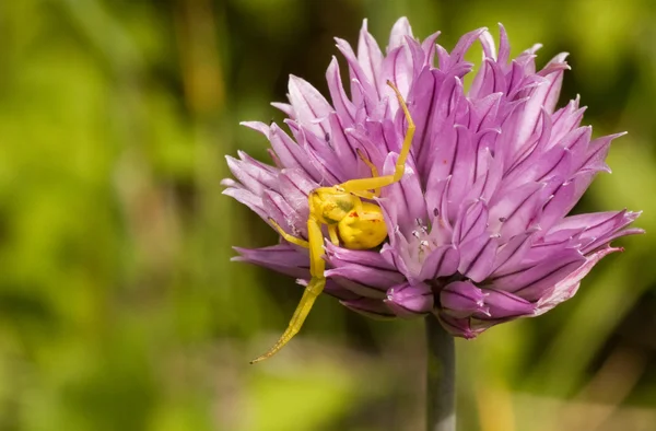 stock image Flower and spider