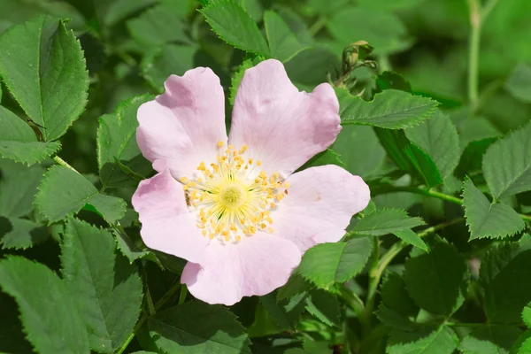 Wild rose flower bloom — Stock Photo, Image