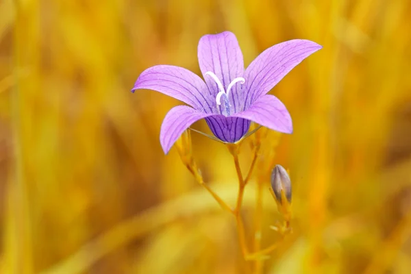 ぼやけている黄色の背景に紫の花 — ストック写真