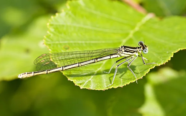 stock image Dragon fly